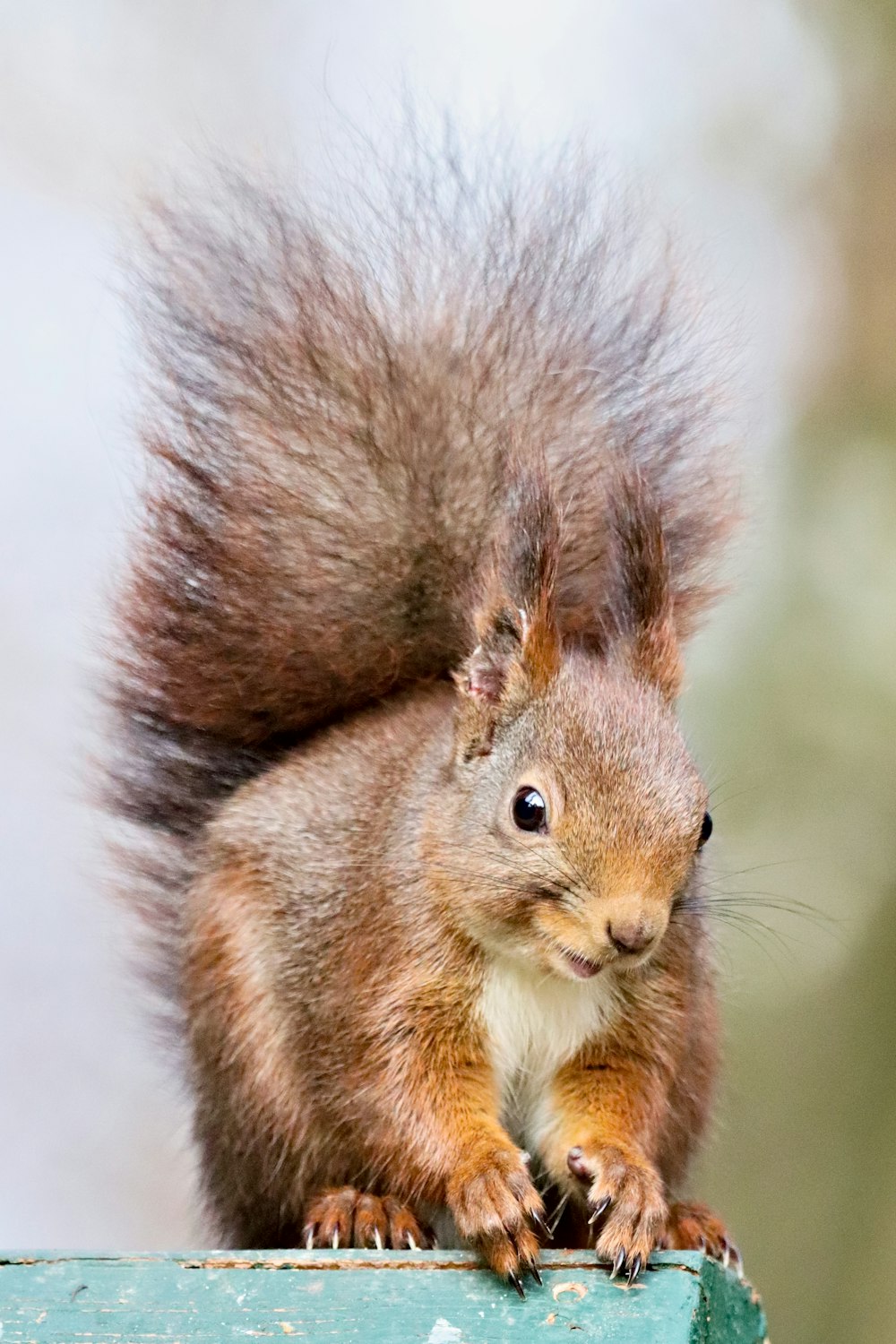 brown squirrel on brown tree branch