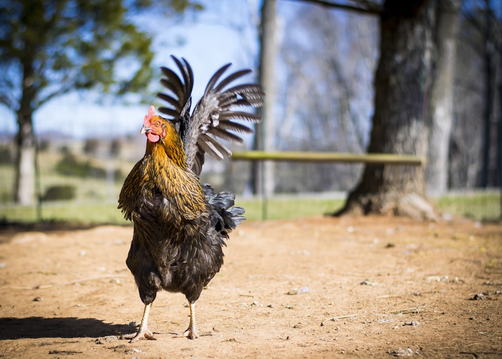 black and brown rooster on brown soil