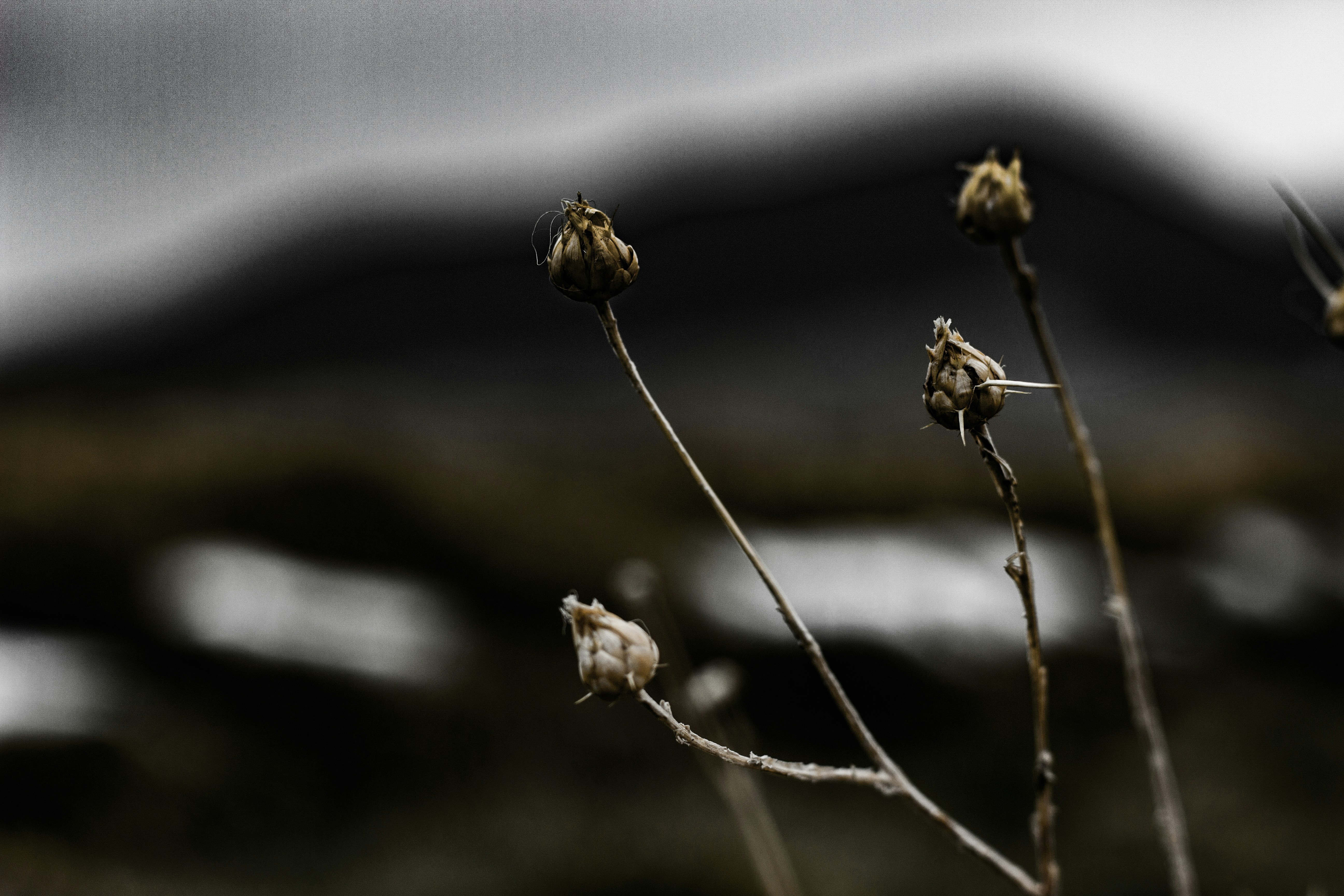 Photo by towhid_shams