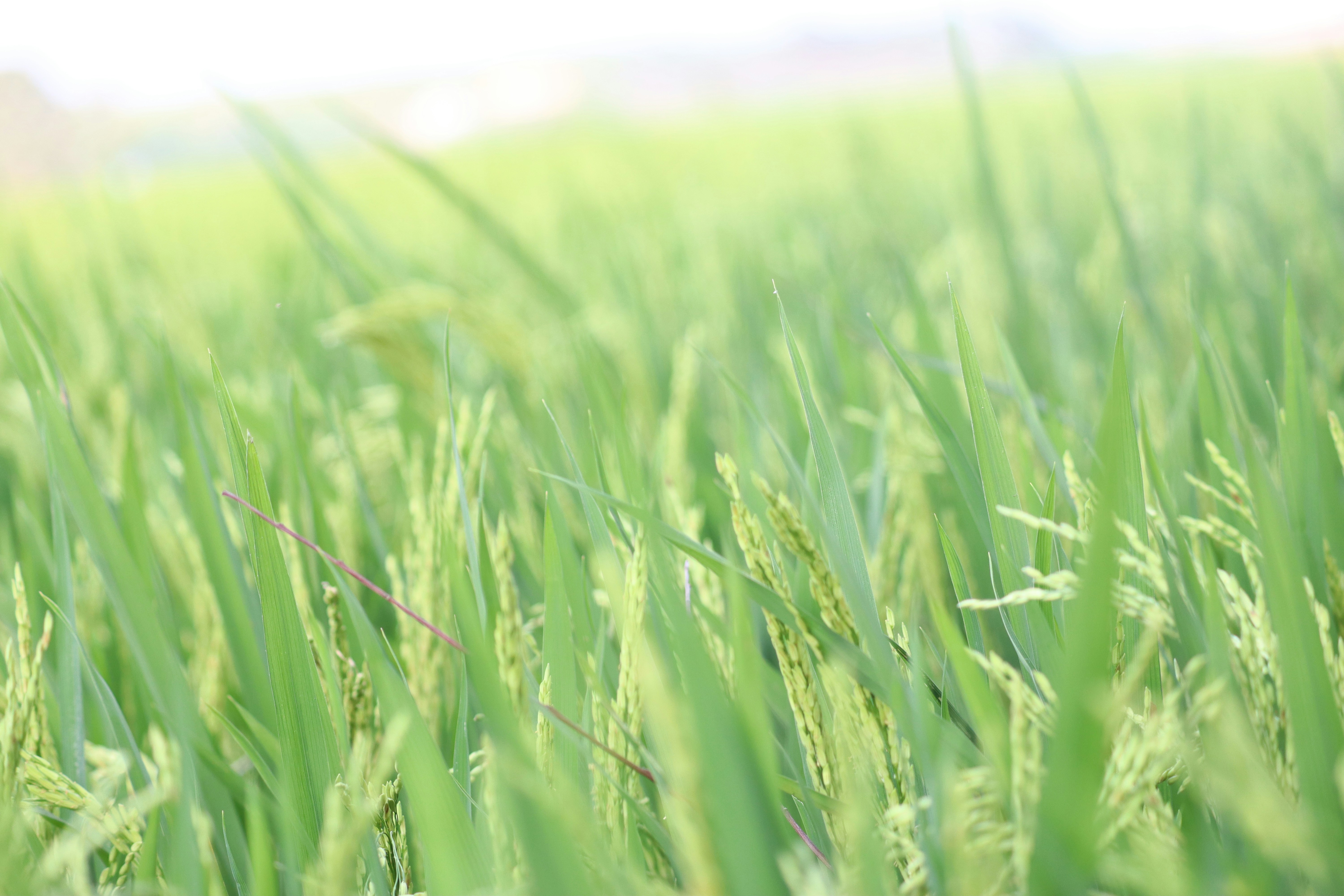 Photo by premkasukurthi7