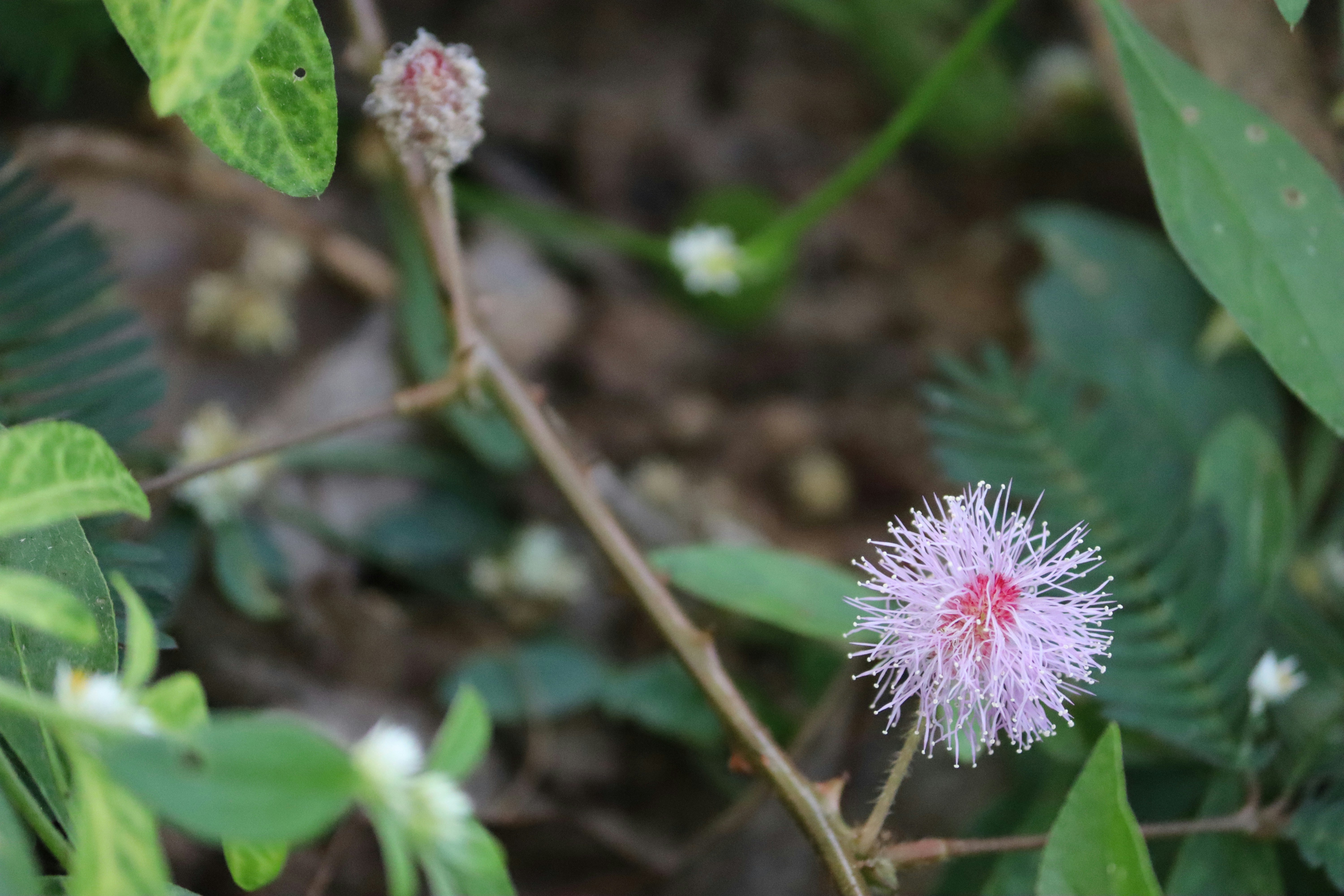 Photo by premkasukurthi7