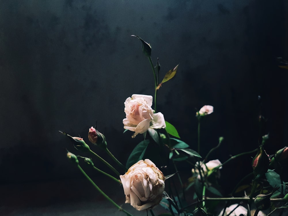 pink roses in close up photography