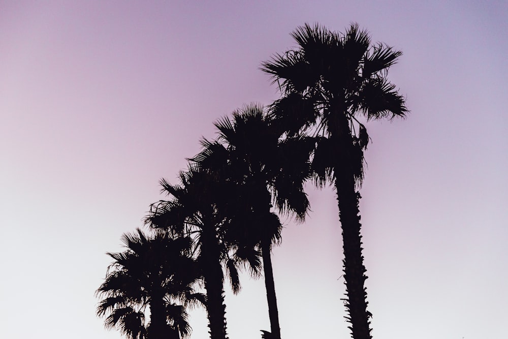 green palm tree under blue sky