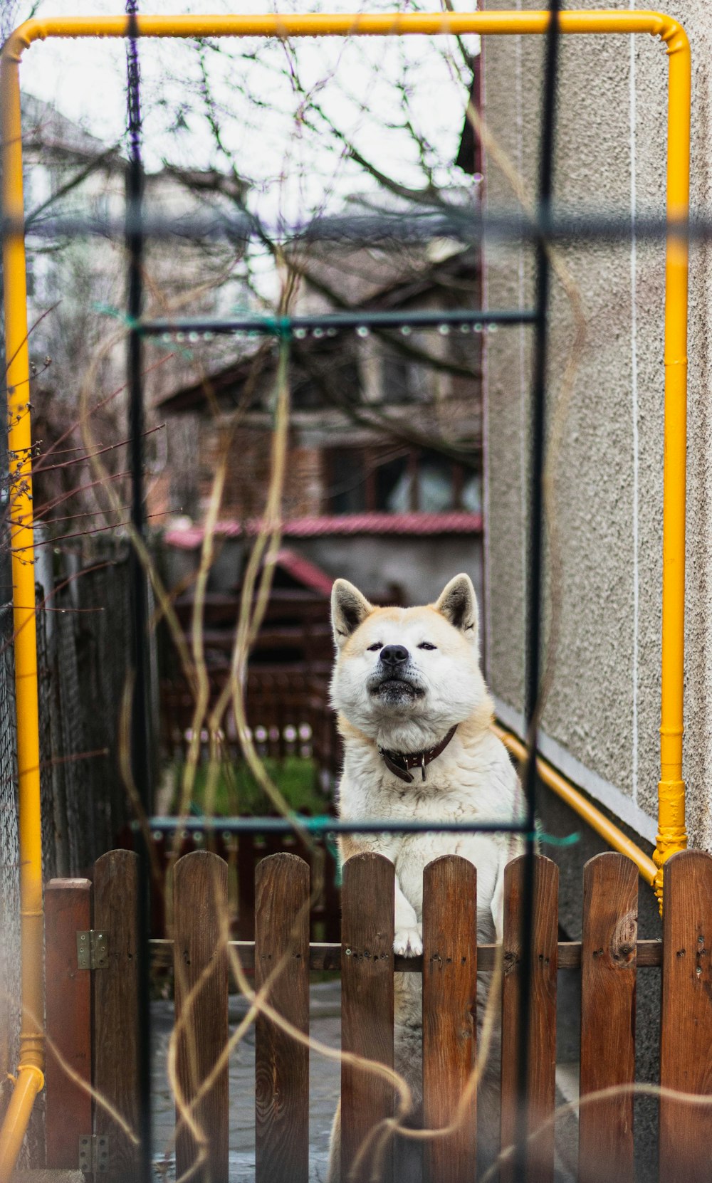 white and brown dog on brown wooden fence