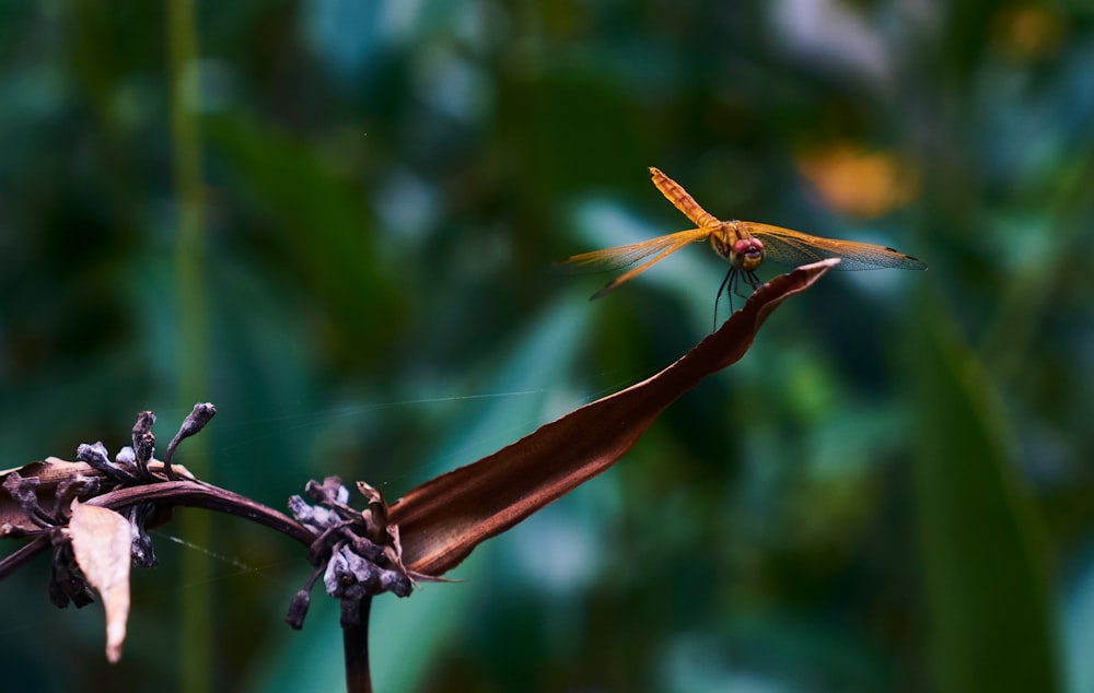 brown and gray dragon fly perched on brown stem in tilt shift lens