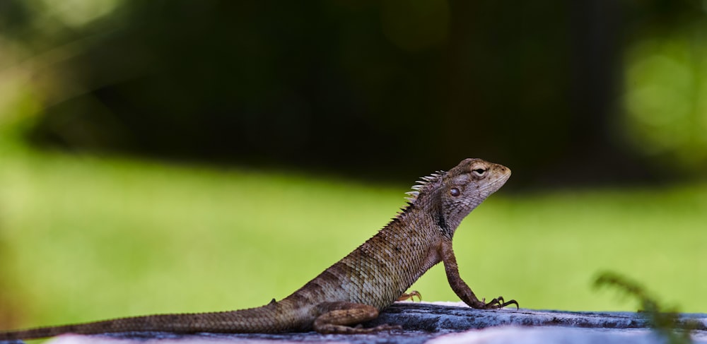 brown and black lizard on white wooden table