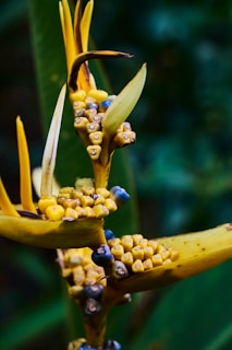 A close-up of a tropical plant with vibrant colors, featuring yellow and brown elongated leaves. Small, colorful clusters of fruit or seeds are visible, including shades of yellow and dark blue. The background is a blurred green, suggesting lush foliage.