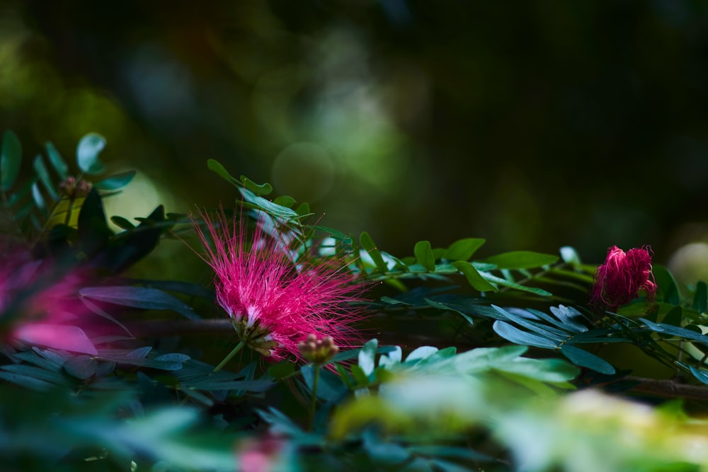 flor roxa com folhas verdes