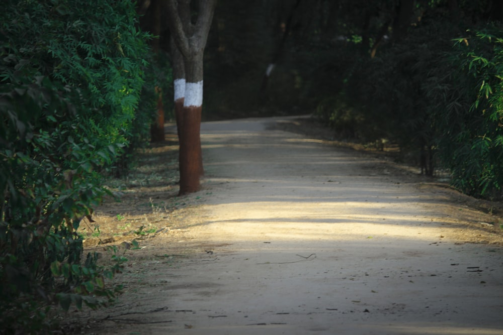 brown wooden post on gray concrete road