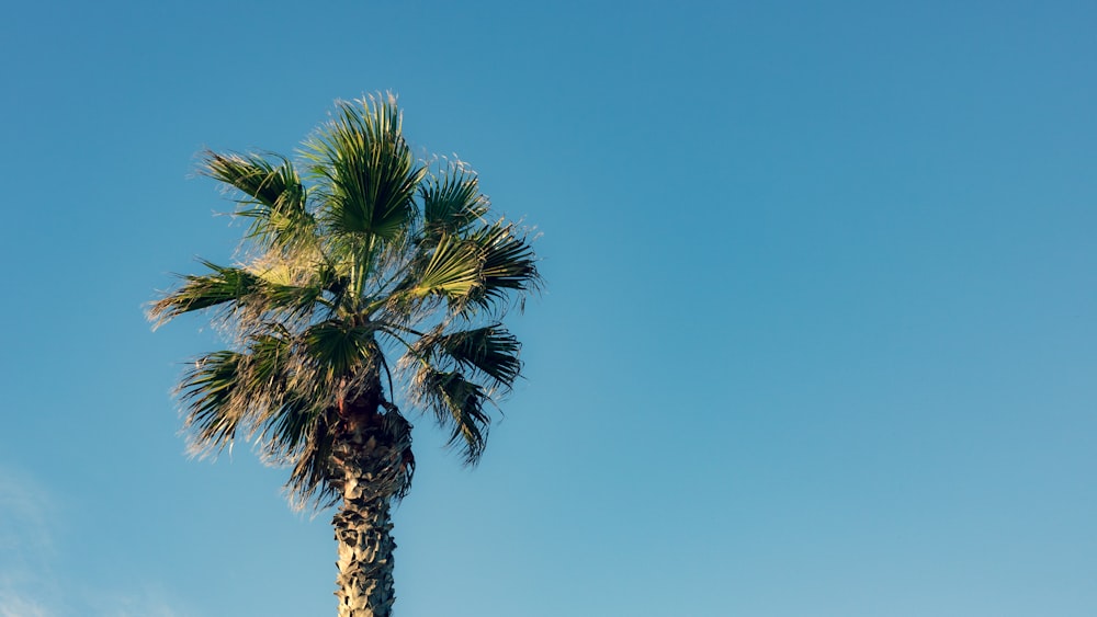 green palm tree under blue sky during daytime