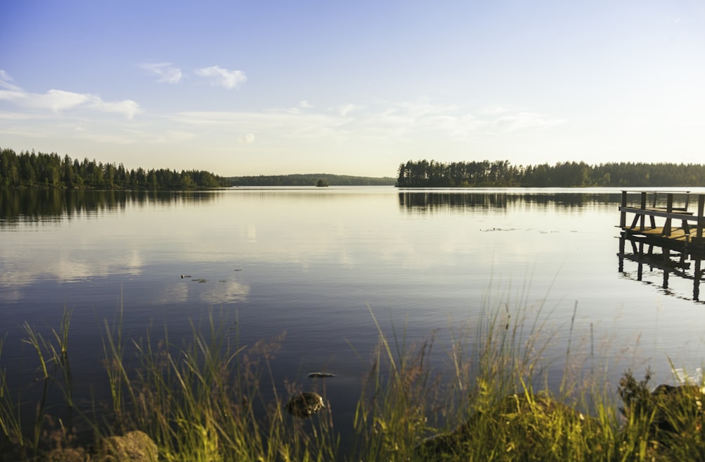 green grass near body of water during daytime