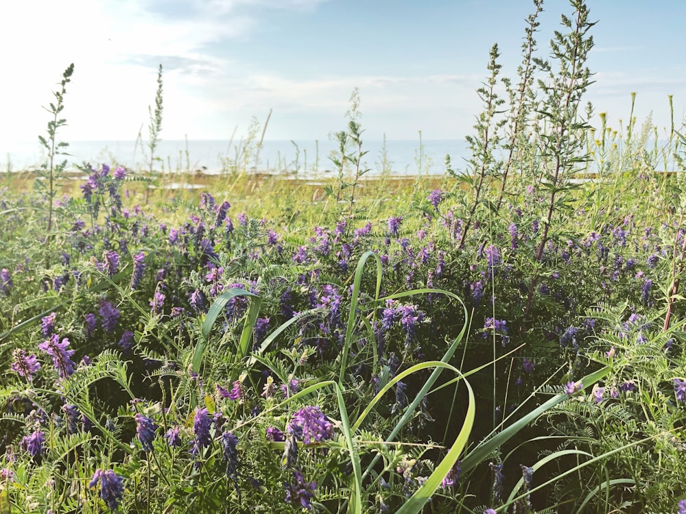 purple flower field during daytime