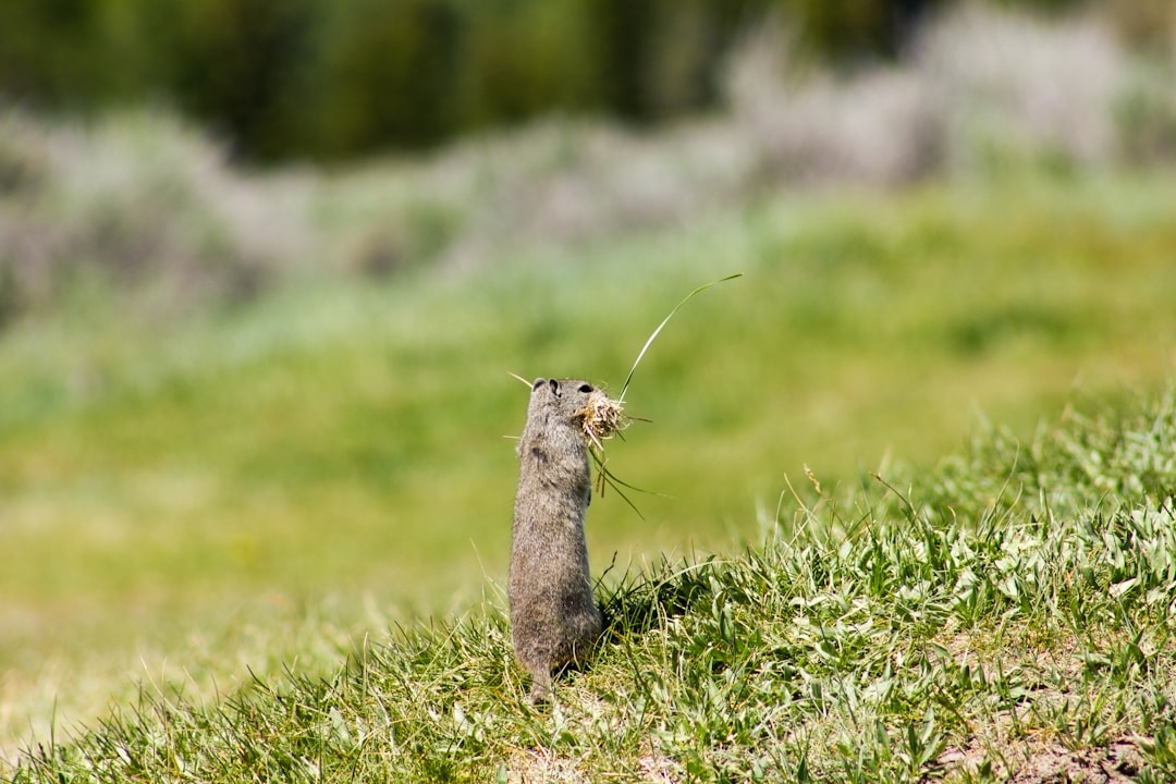 gray squirrel on green grass during daytime