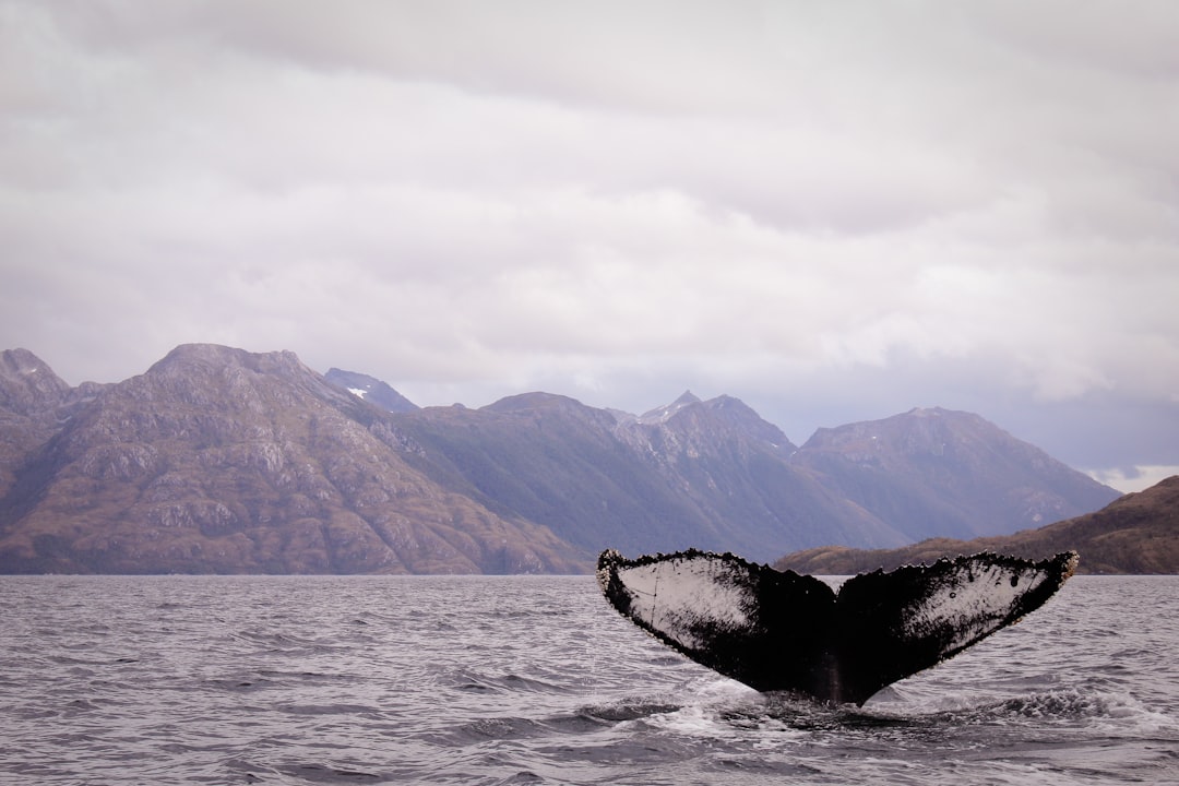 Loch photo spot Strait of Magellan Chile