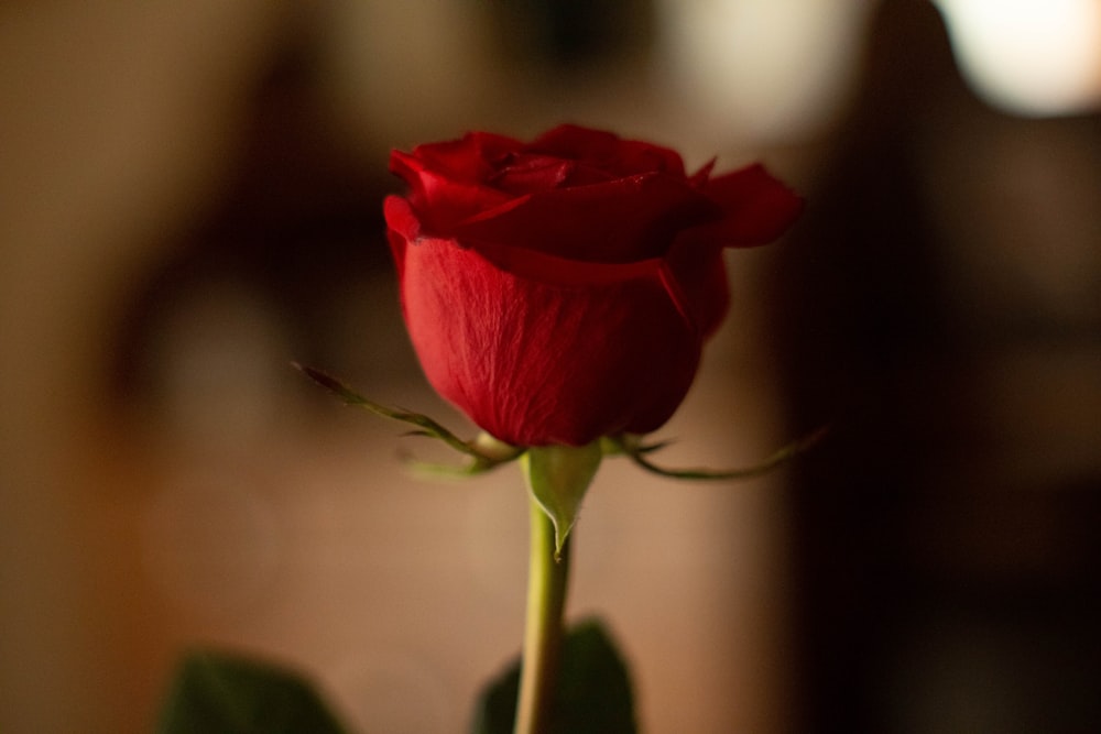 red rose in close up photography