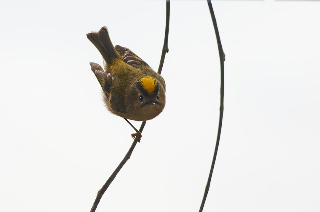 yellow and black bird on brown tree branch