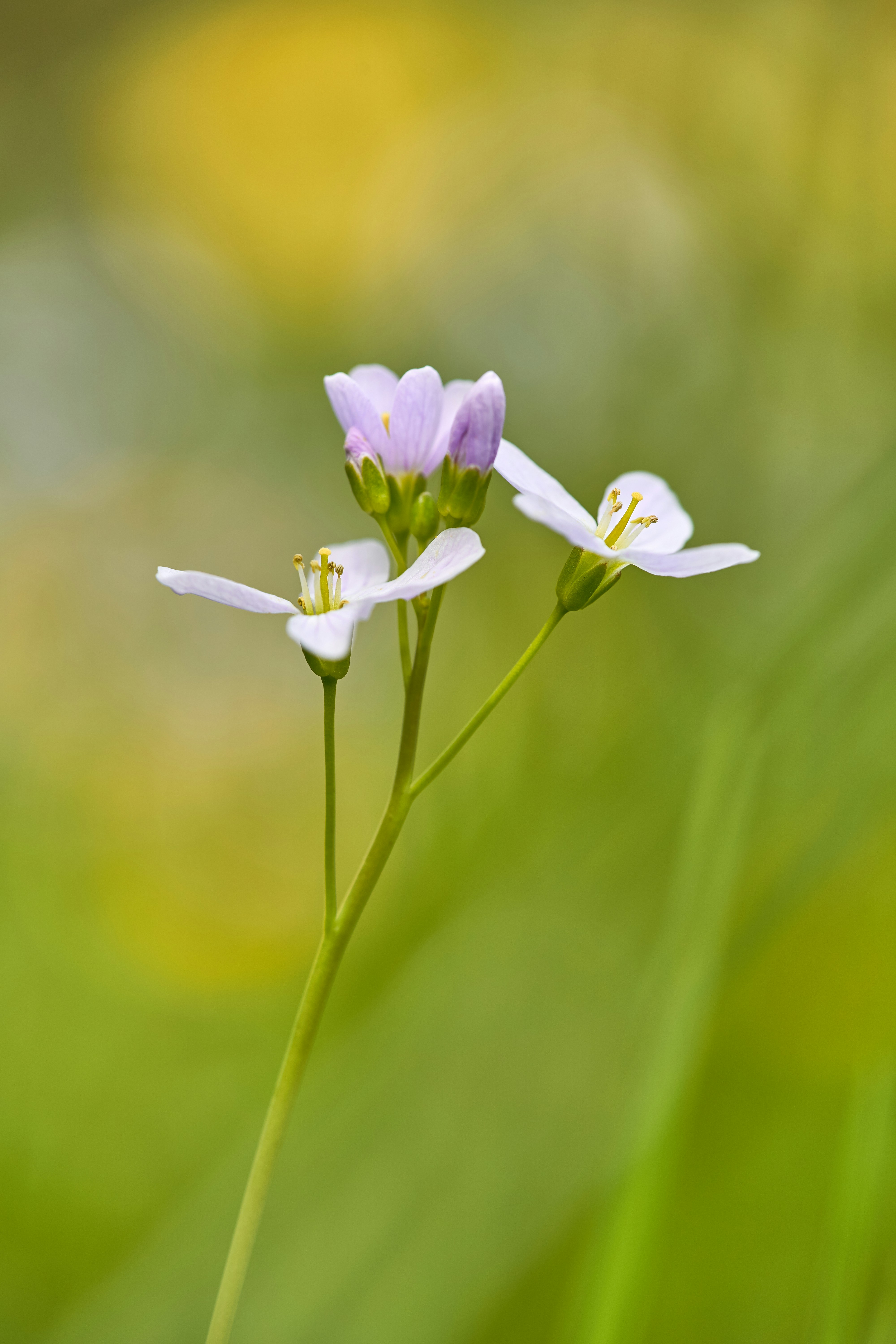 Photo by wolfgang_hasselmann