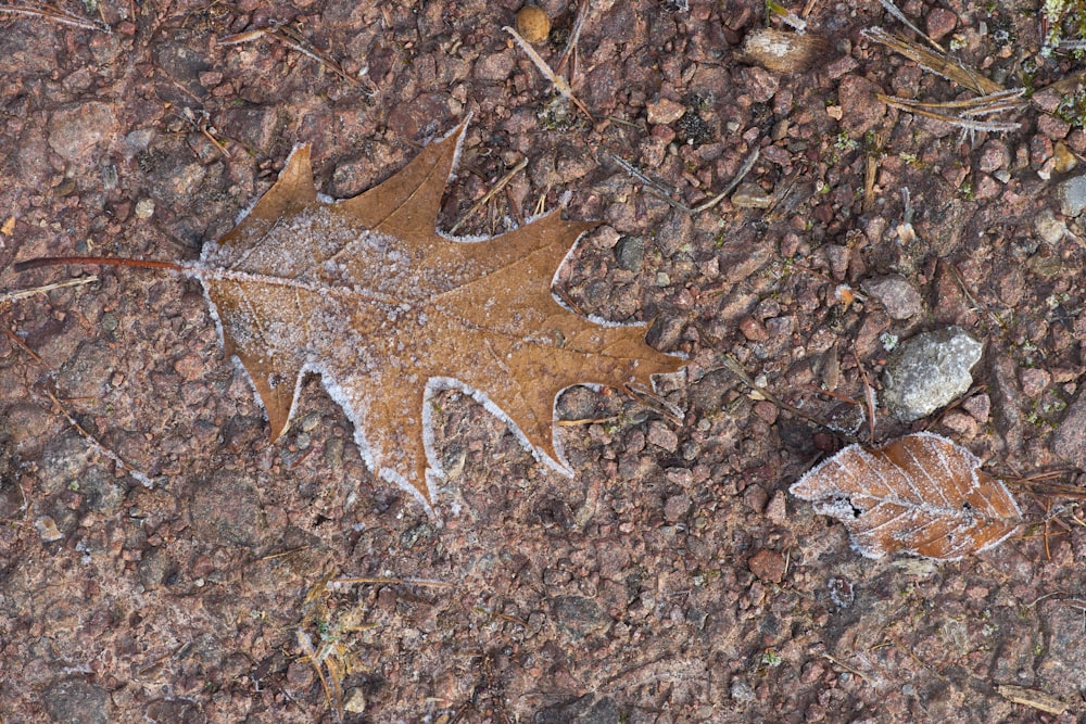 brown leaf on brown soil