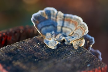 A close-up of a fungus growing on a weathered wooden surface. The fungus has a variety of colors, including shades of blue, gray, and brown. The surface is textured and aged, with visible grain patterns.