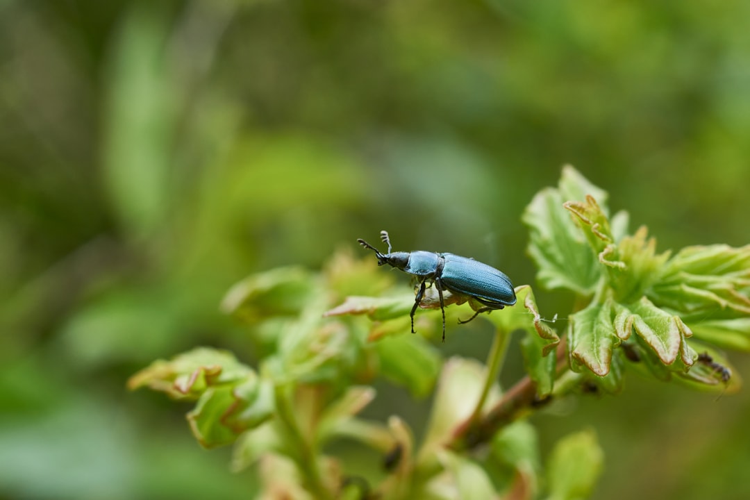 blue beetle perched on green leaf in close up photography during daytime