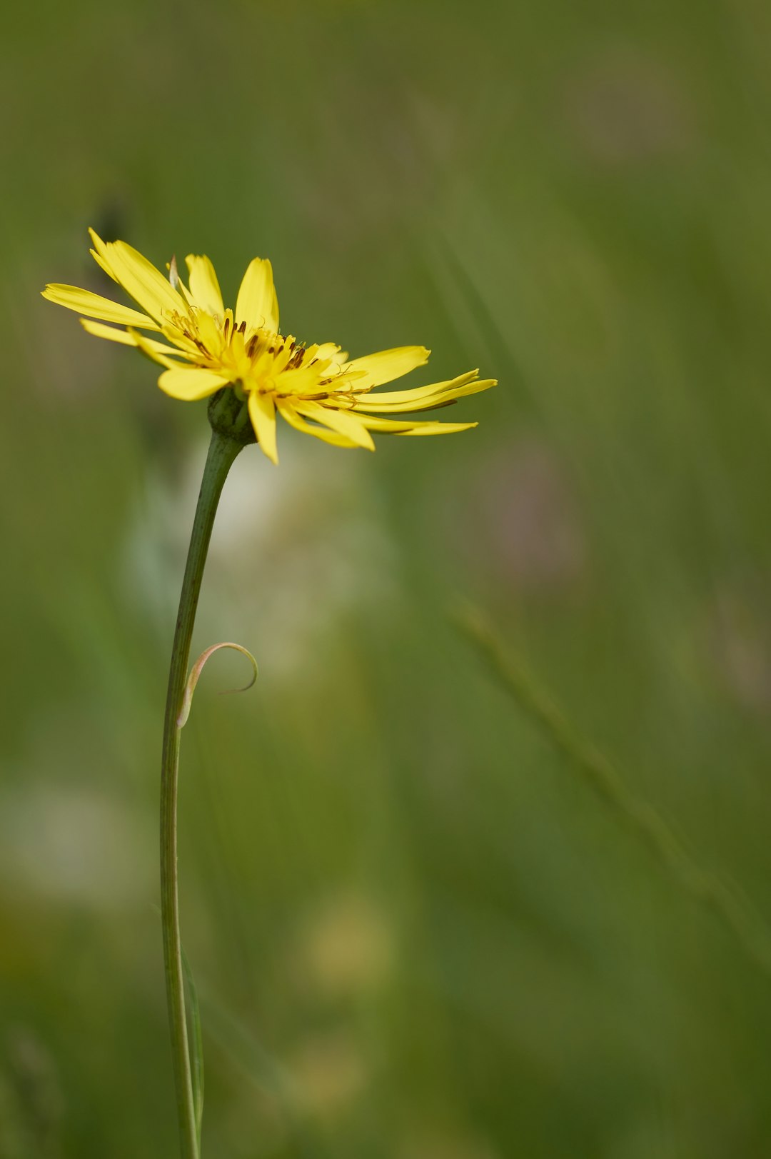 yellow flower in tilt shift lens