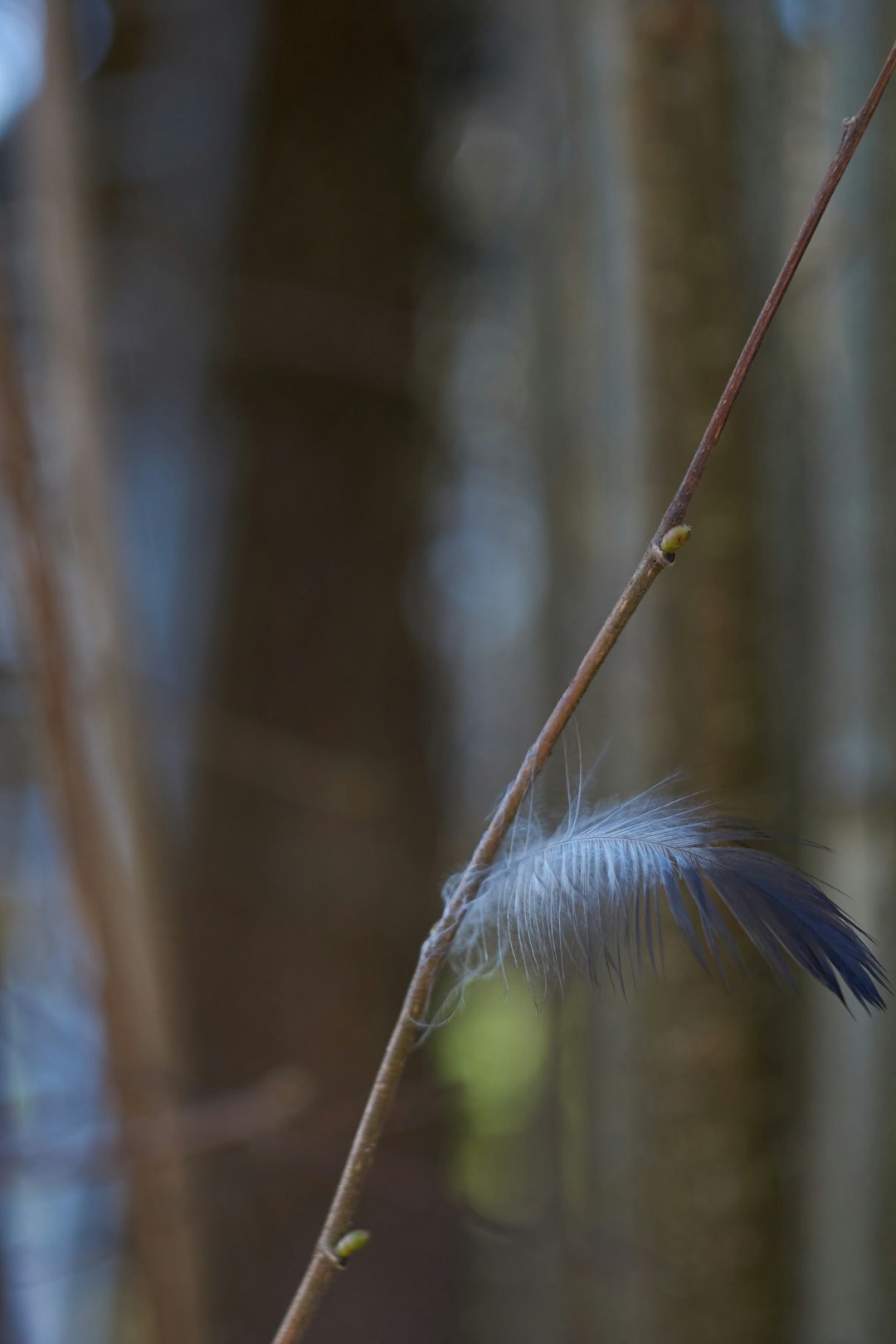 white feather on brown branch