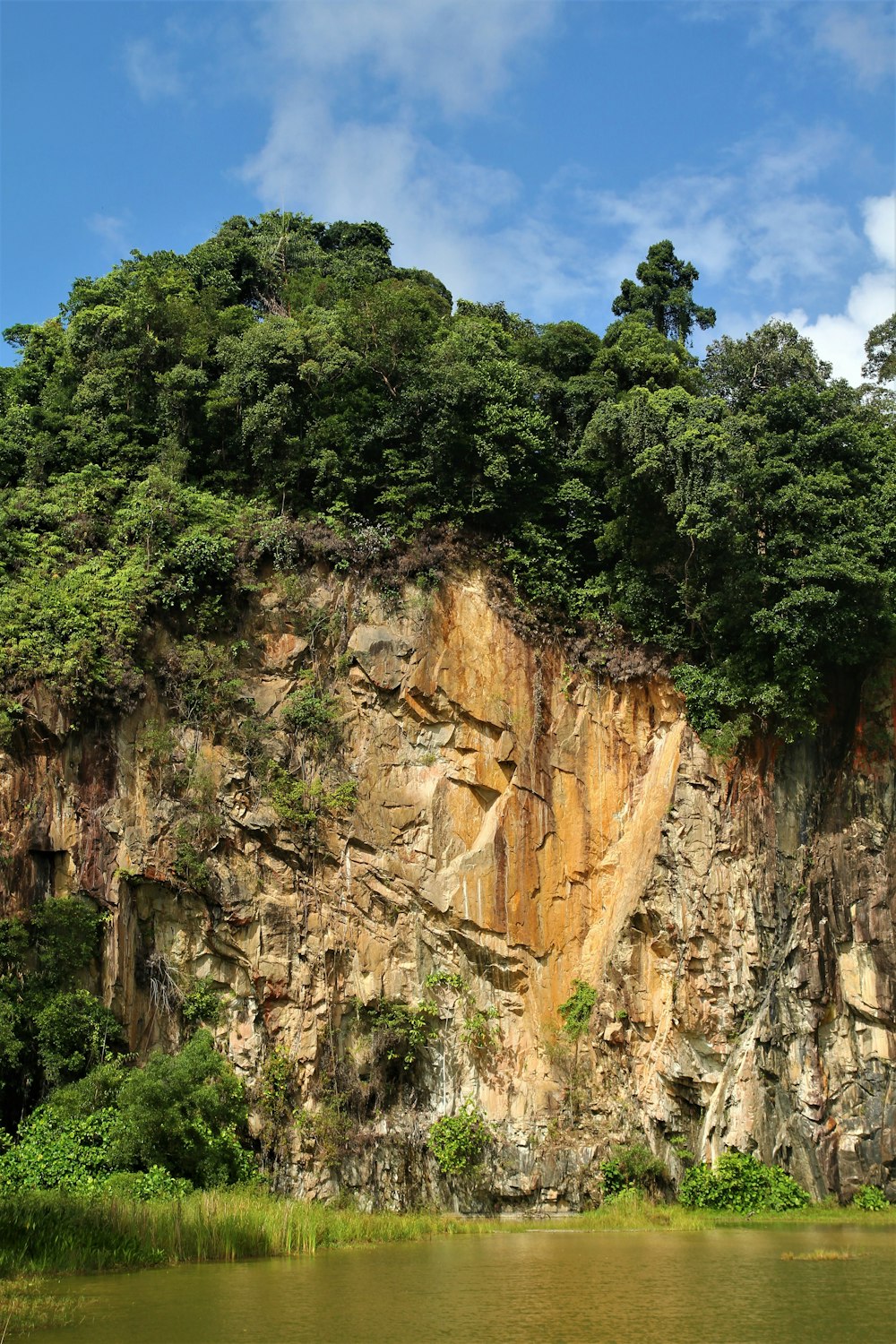 Árboles verdes en la Montaña Rocosa Marrón durante el día