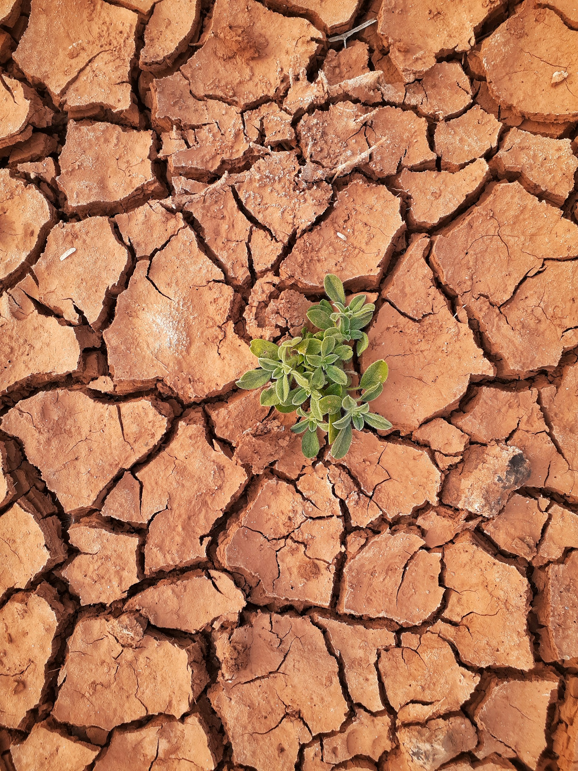 green plant on brown soil