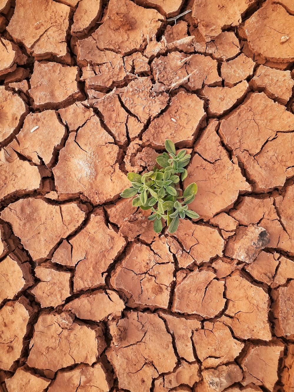 planta verde em solo marrom