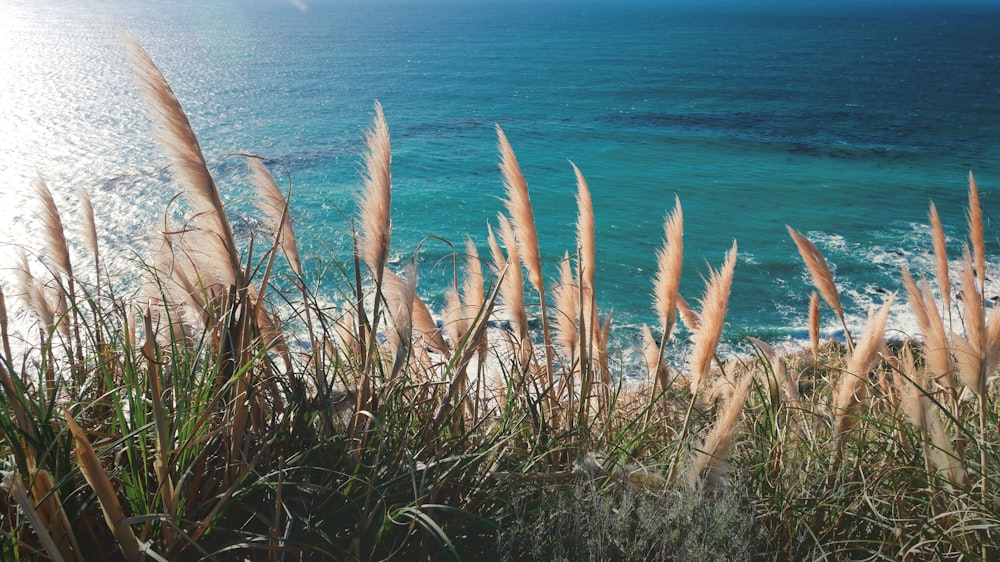 brown grass near body of water during daytime