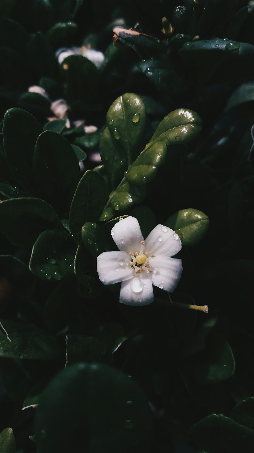 white flower with green leaves