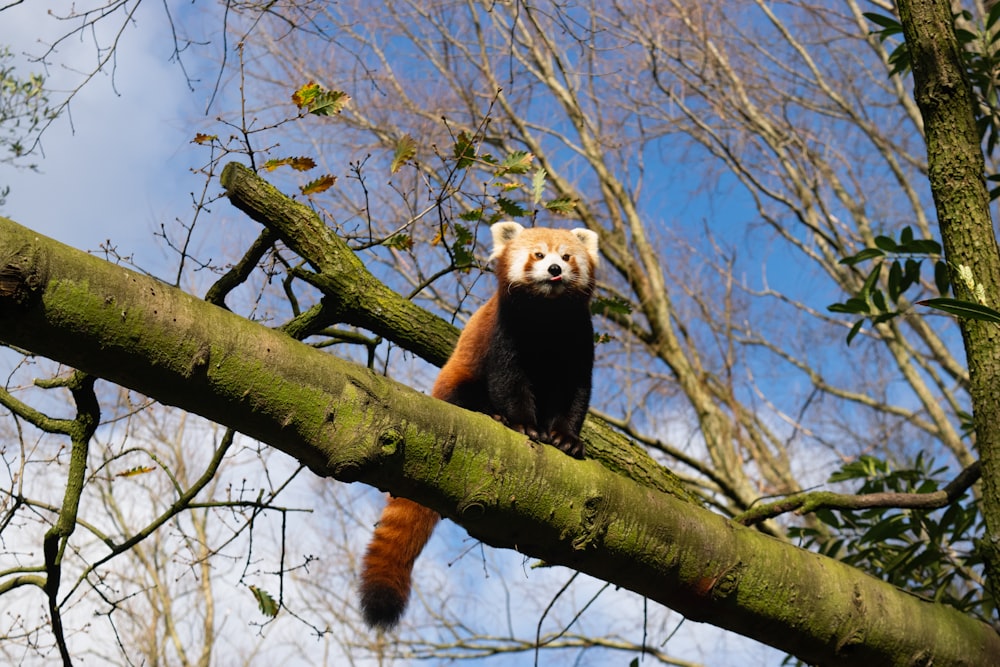 brown and black bear on tree branch during daytime