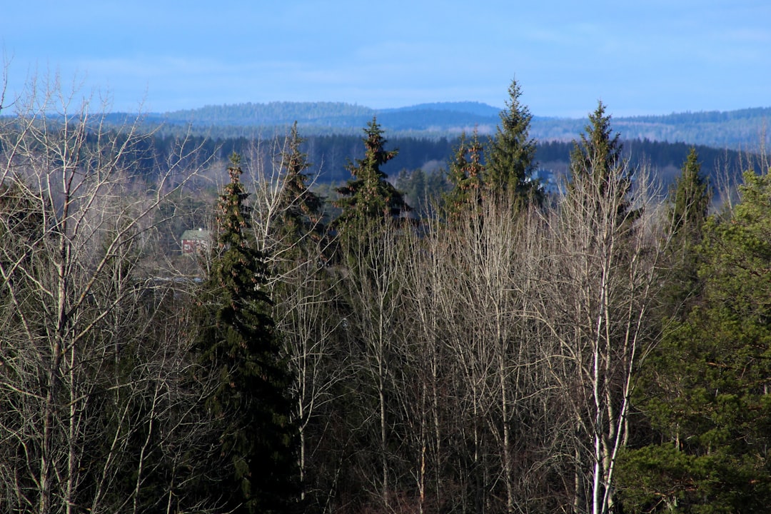 green pine trees under blue sky during daytime