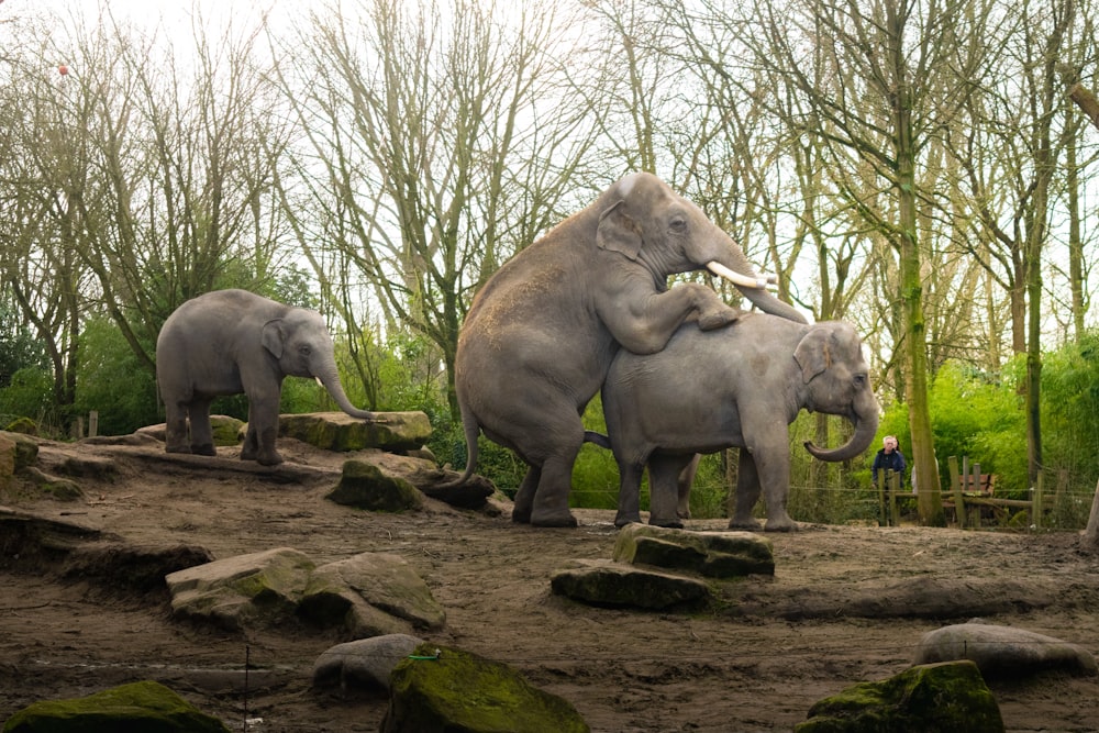 gray elephant walking on brown soil during daytime