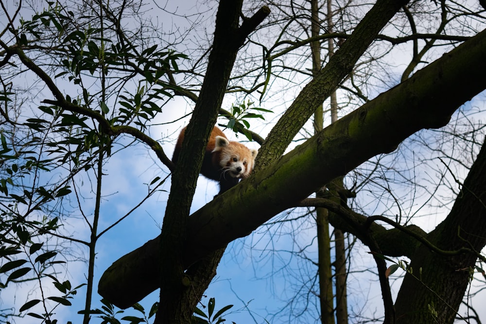 brown and white animal on brown tree branch during daytime