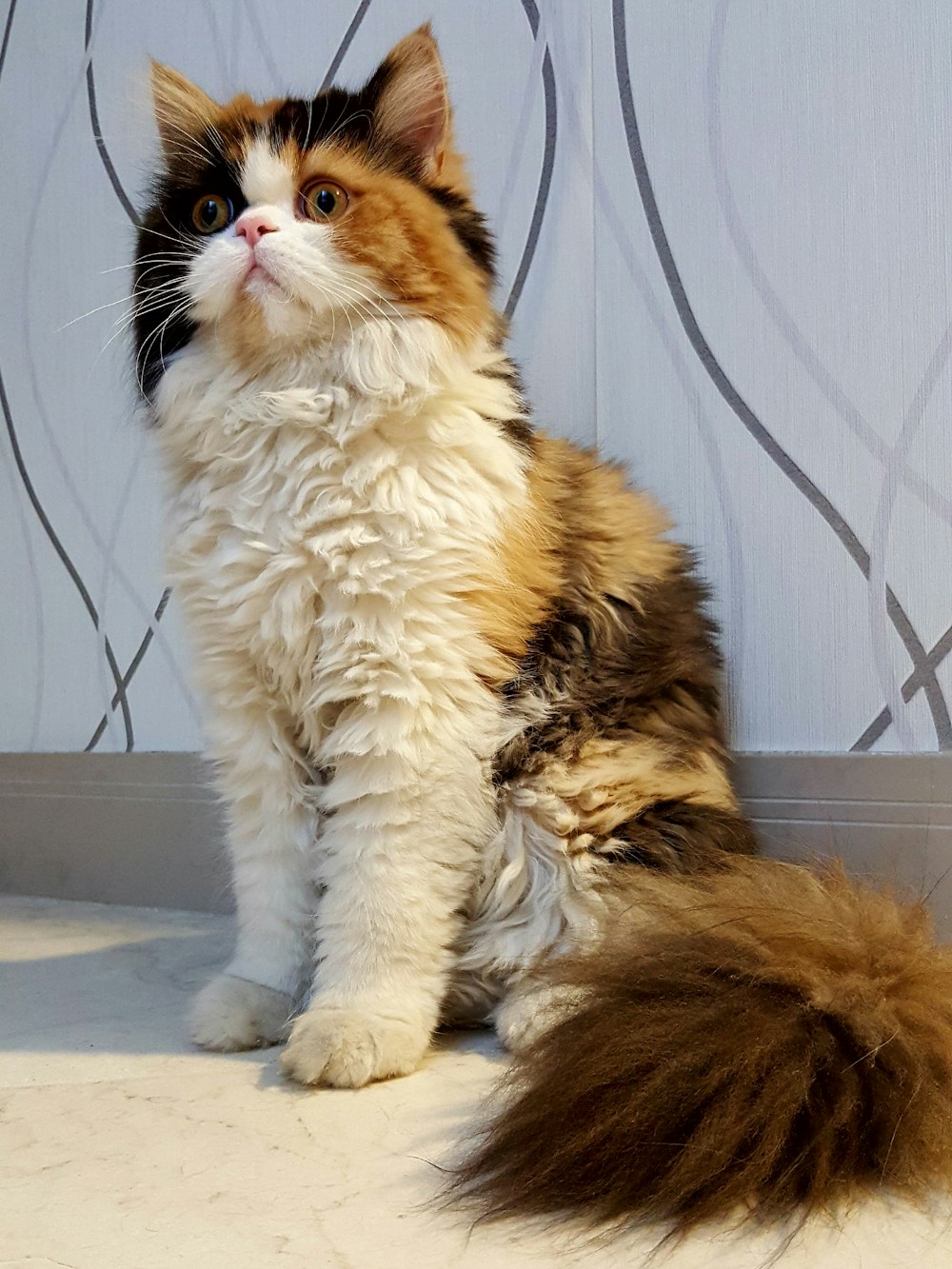 white and brown cat lying on white floor