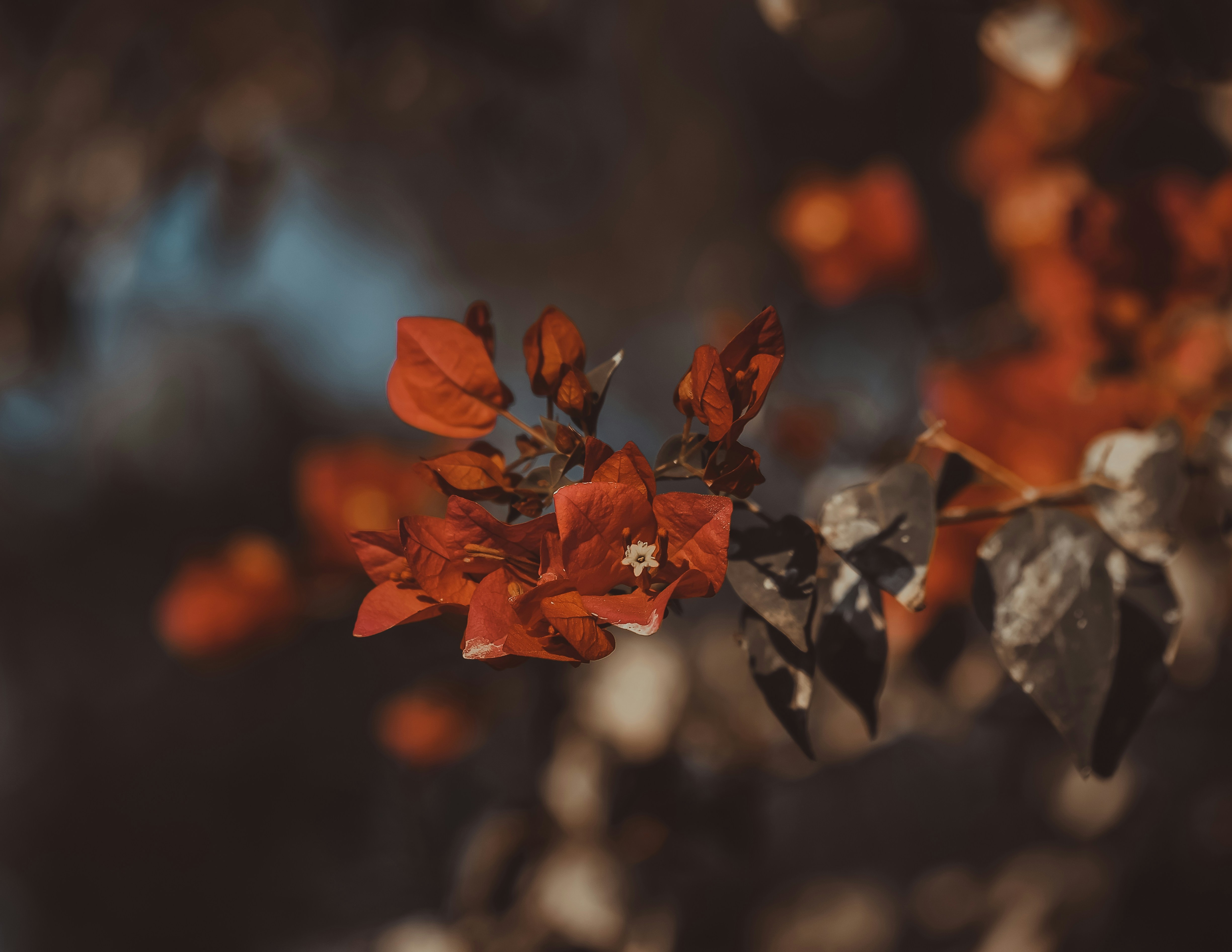 Photo by hassanmukhtarahmad