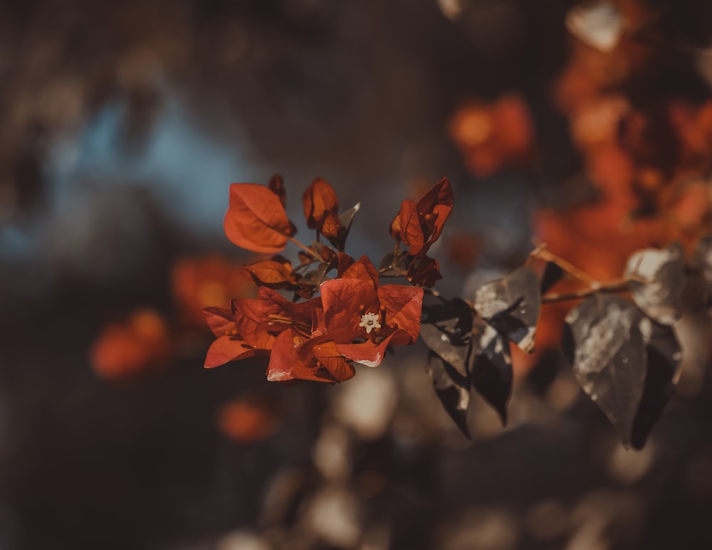 red maple leaf in tilt shift lens