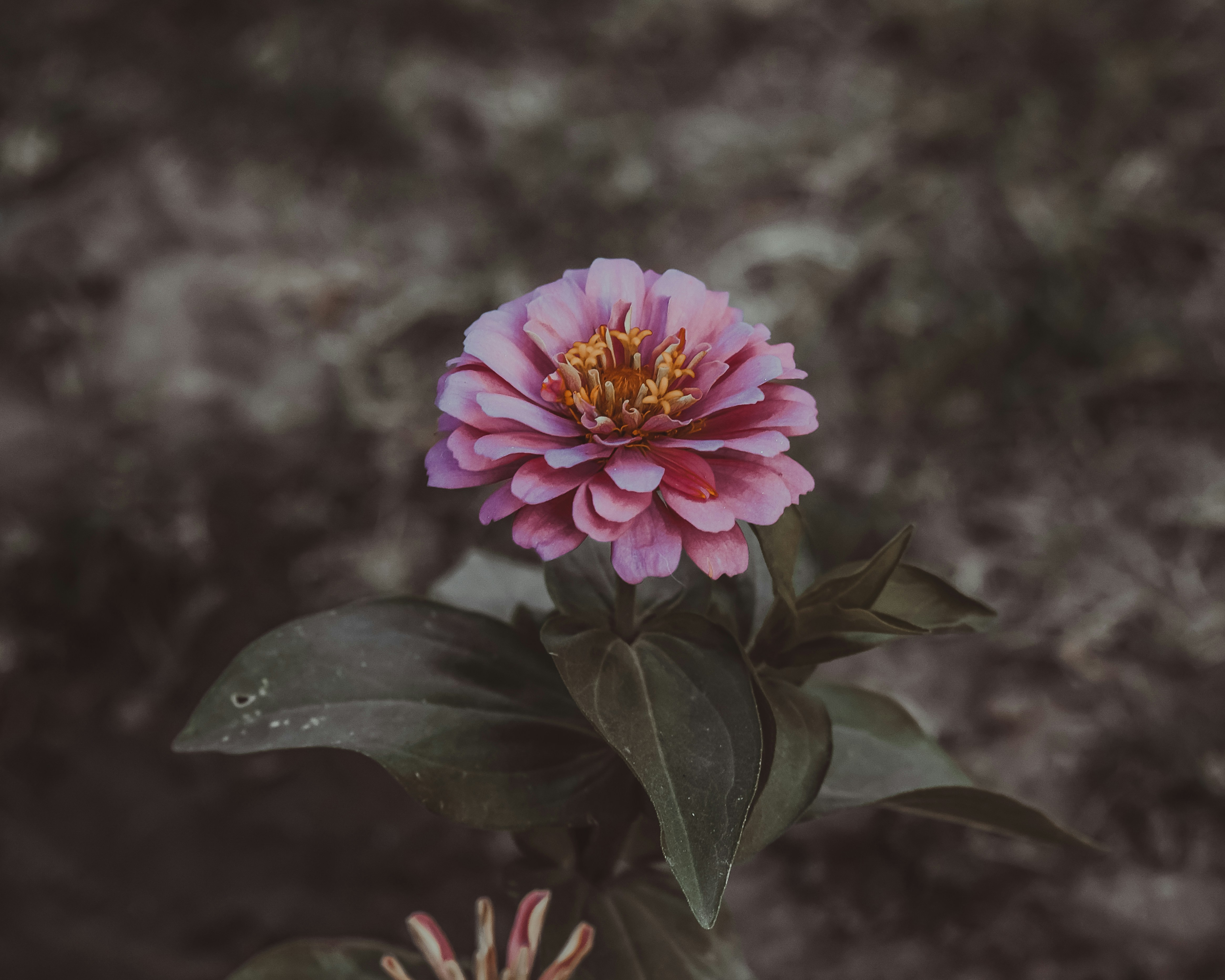 Photo by hassanmukhtarahmad