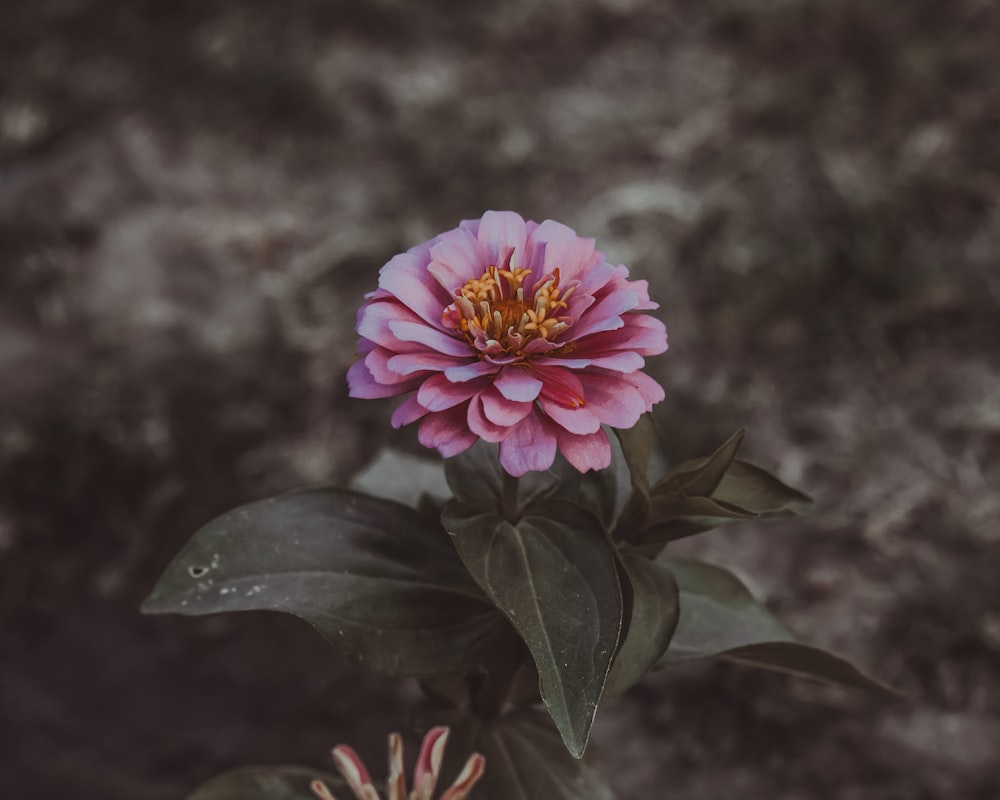 pink flower with green leaves