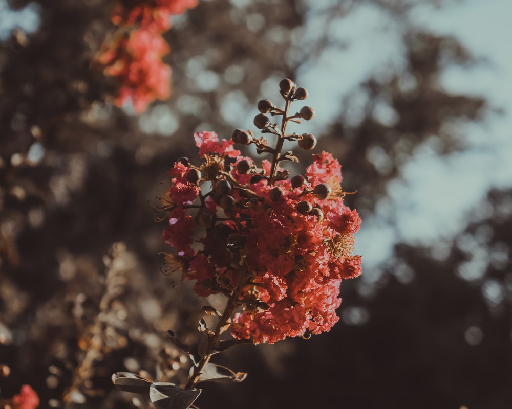 red flower in tilt shift lens