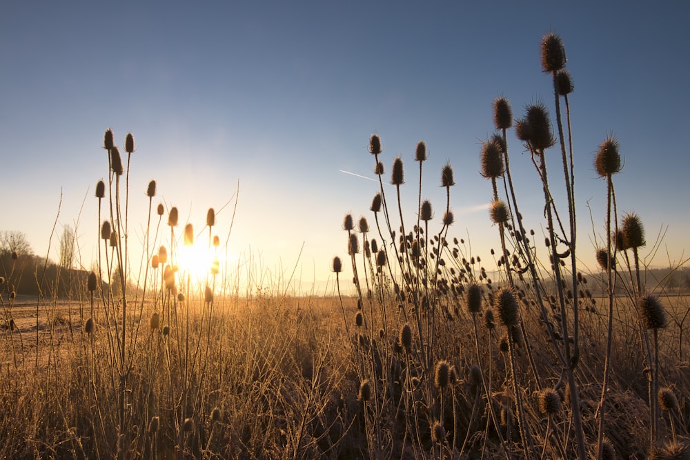 brown grass field during sunset