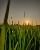 green grass field during sunset