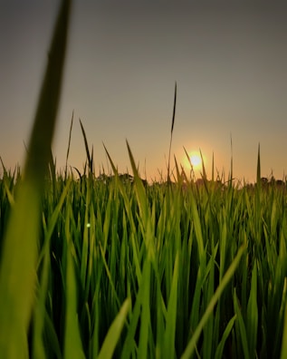 green grass field during sunset