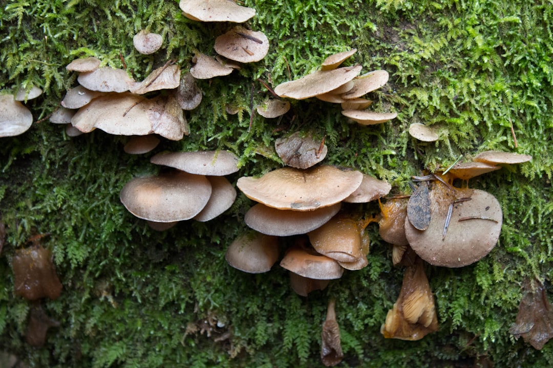 brown mushrooms on green grass during daytime