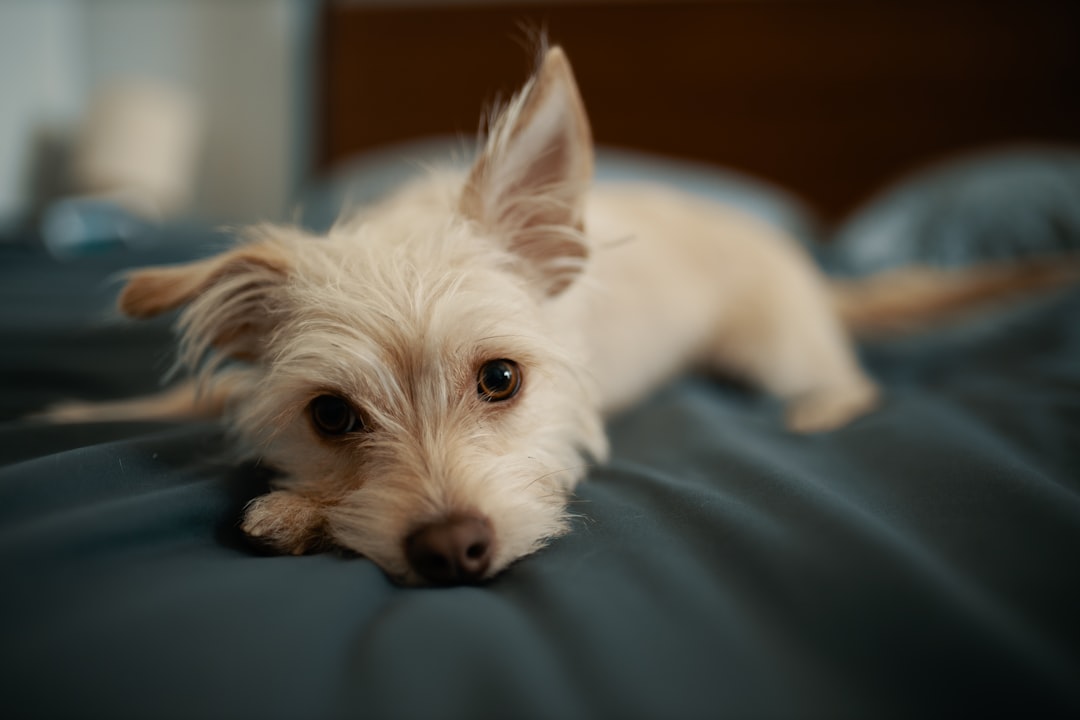 white long coat small dog on black textile