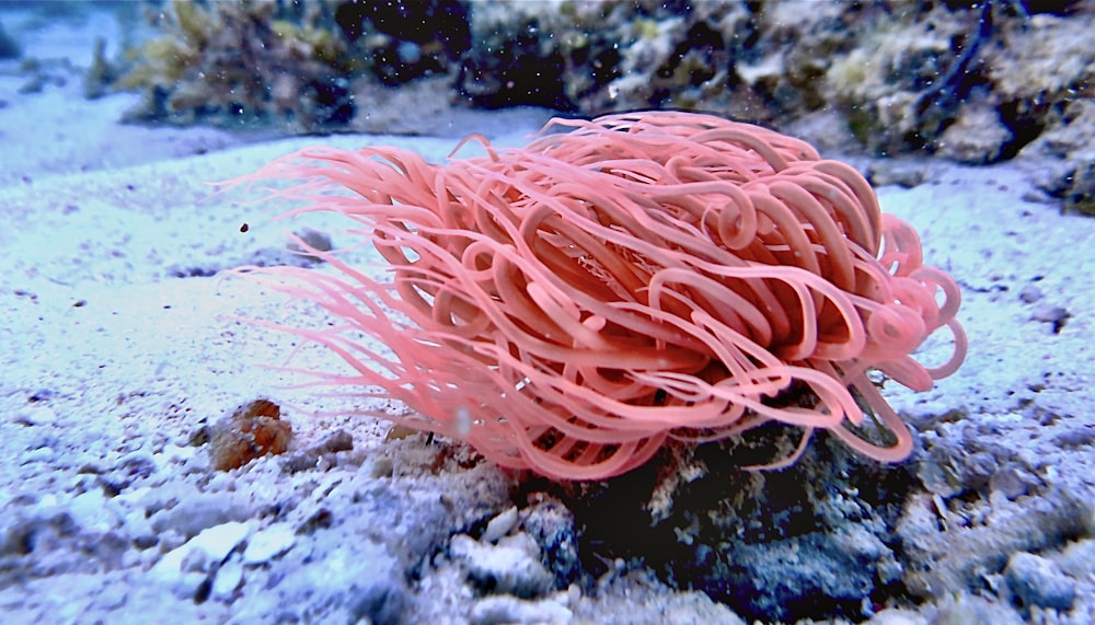 Arrecife de coral rosa y blanco