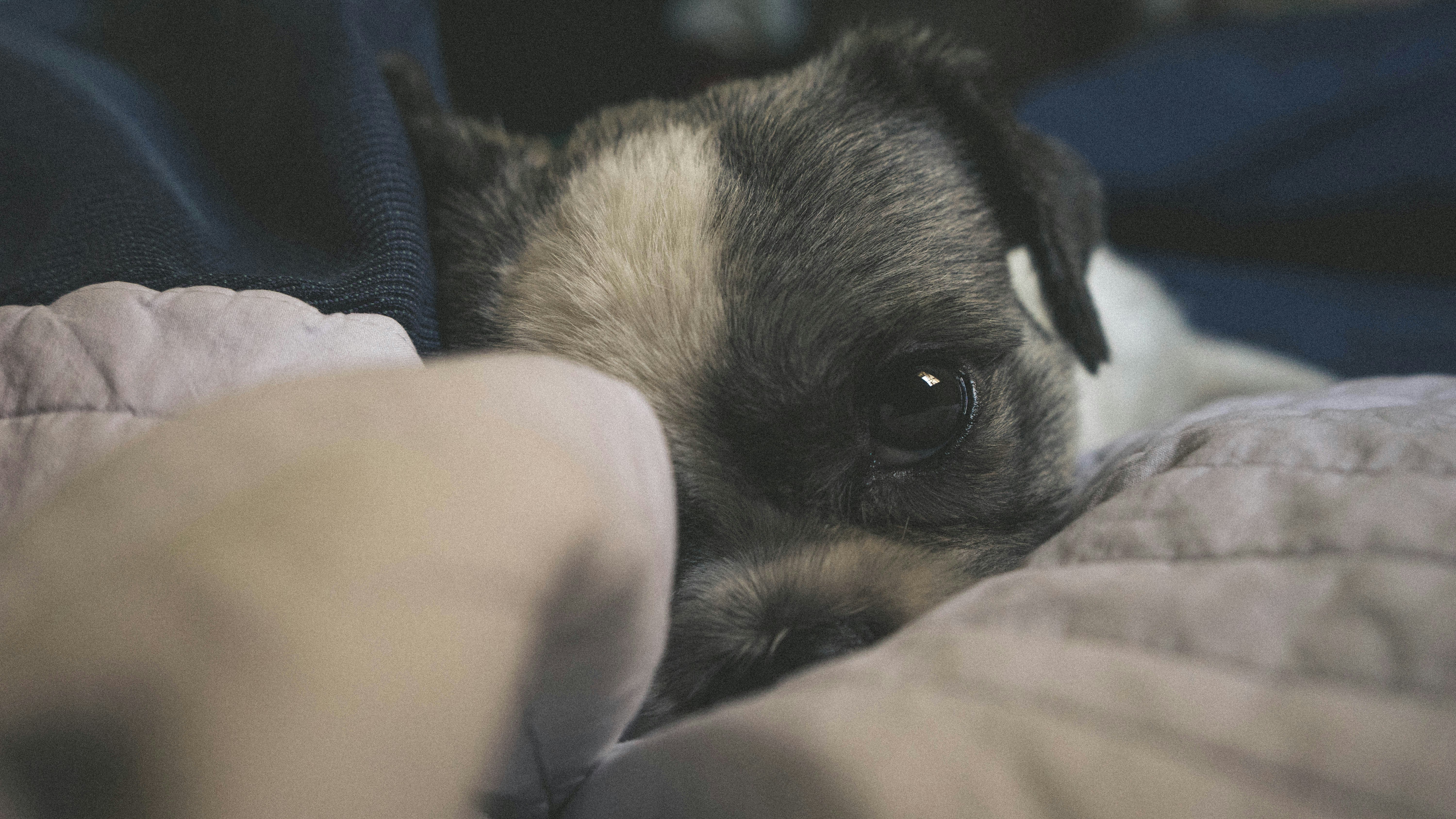 brown and black short coated dog