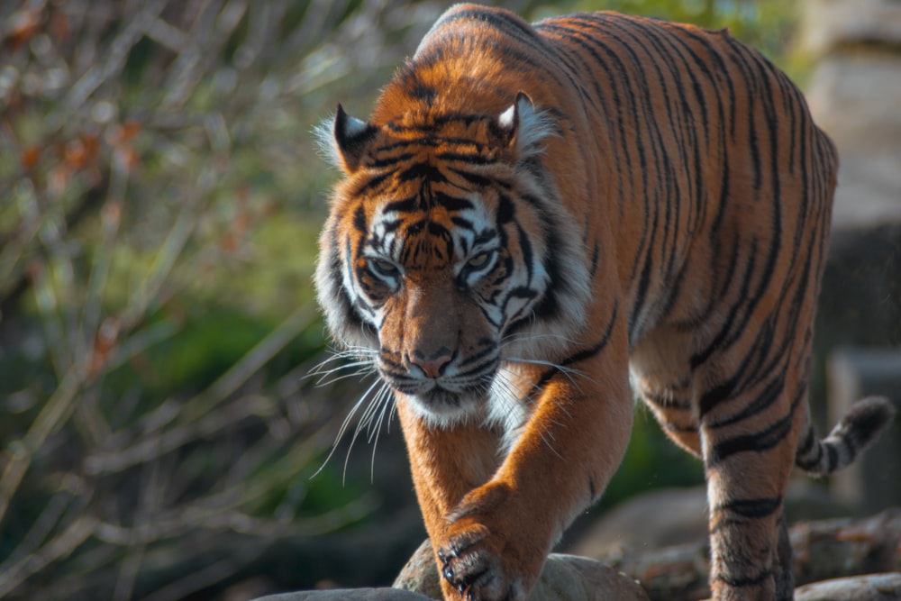 tiger on green grass during daytime