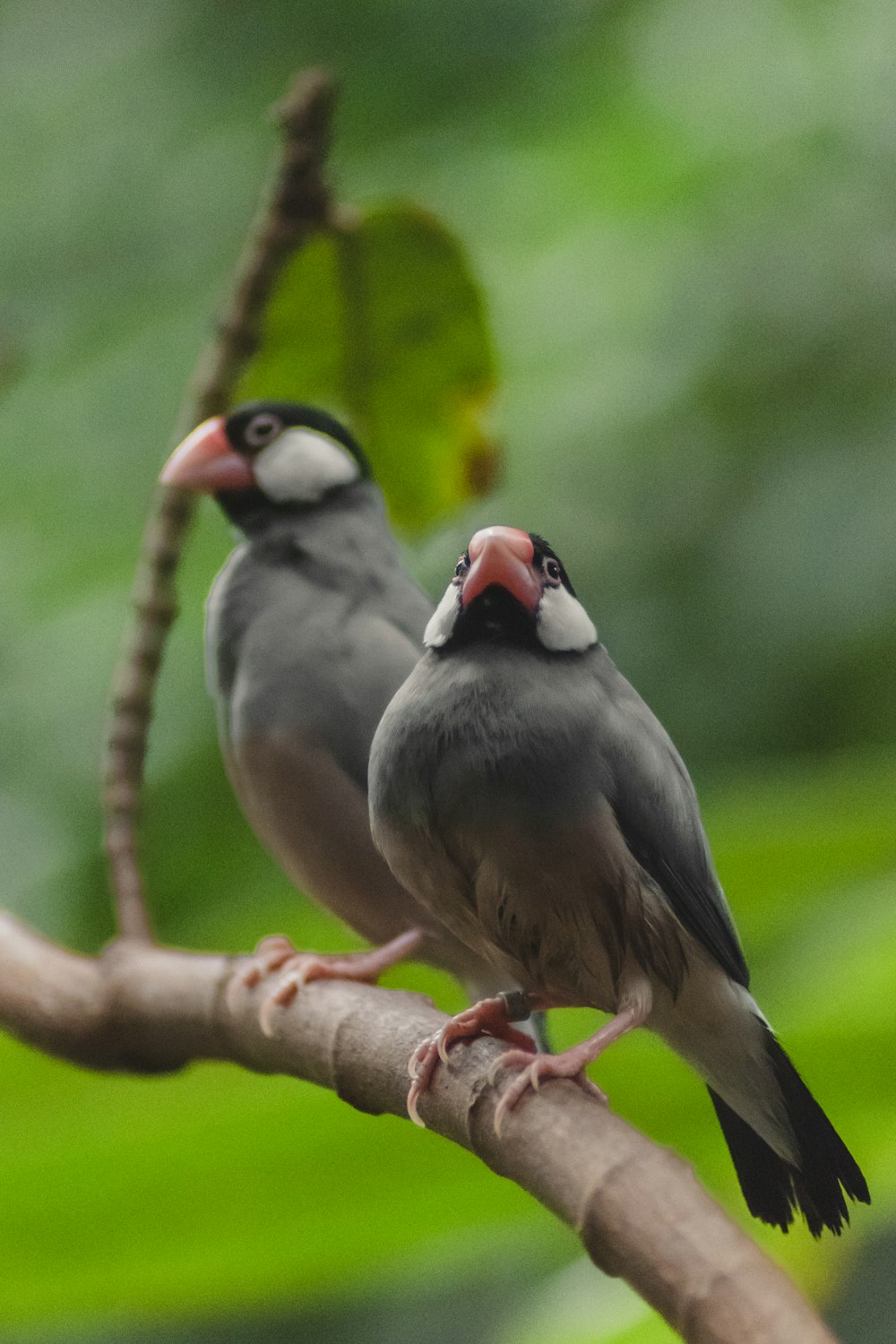 gray black and red bird on brown tree branch